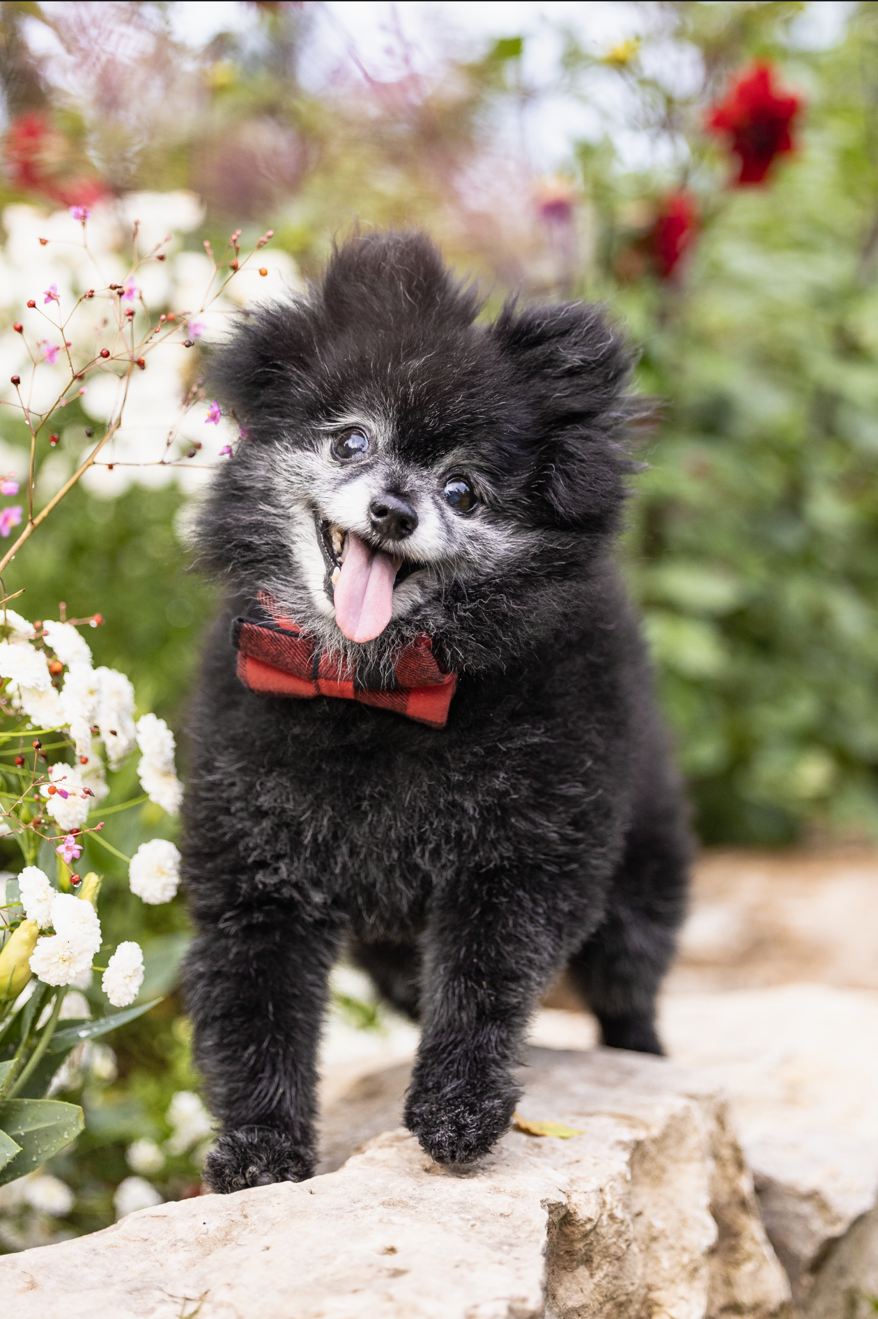 Featured image for Preparing for the end – An Everything Pets feature